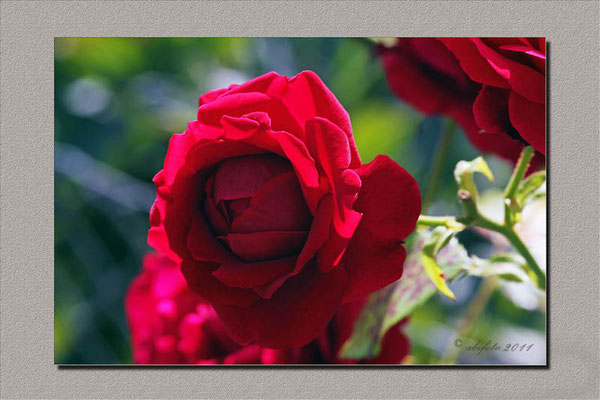 Rose