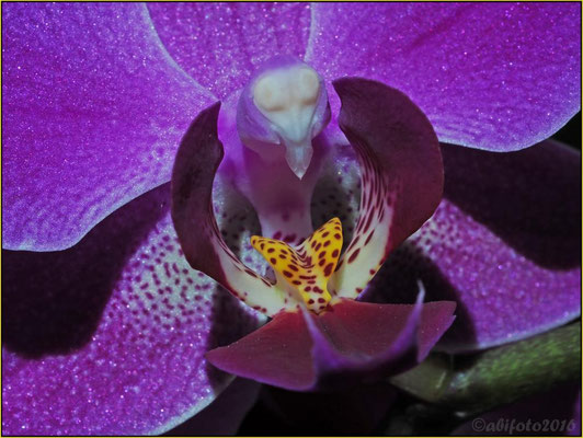Orchideezentrum
