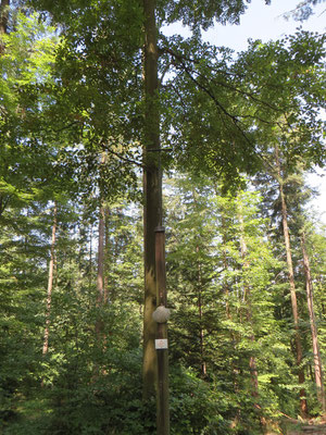 Jakobuskreuz ber der Lärchenhütte