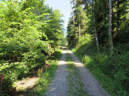 Waldweg zum Weberskreuz