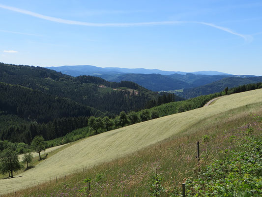  Schöner Blick über Schwarzwaldhöhen