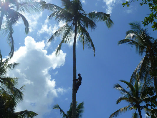 palmboom Tanzania creatief buro voor de vorm