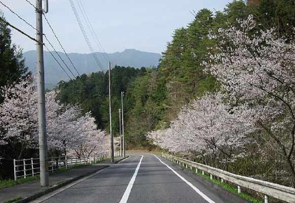 伴と戸山の境にある桜ケ峠は数百メートルの桜並木が見事