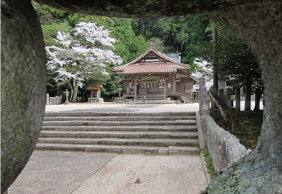 阿戸明神社の狛犬の間から見た桜