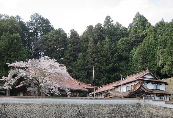 吉山地区にある正善寺の桜