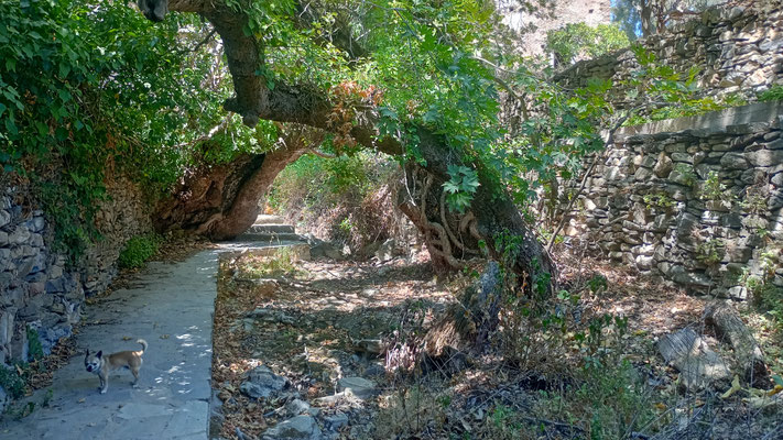 Shady walk