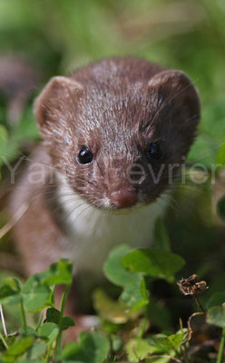 Belette d'Europe (France)