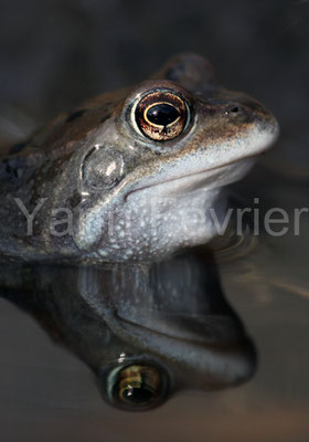 Grenouille rousse (Bretagne - France)
