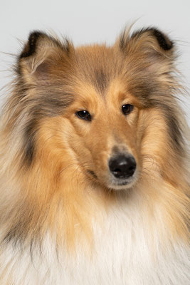 Schulhund Ari