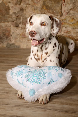 Somora´s Juniper Dream "Jun" an seinem 11 Geburtstag....11.07.2025 