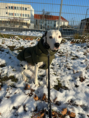 Ordaliti´s Geronimo +/+ aka Domingo mit neuer Jacke im Schnee...04.12.2023