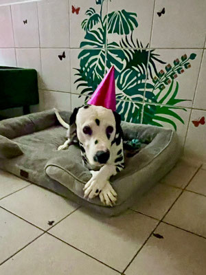 Ordaliti´s Ghadir +/+ aka Bobby an seinem 2.Geburtstag im Hundehotel...31.10.2023