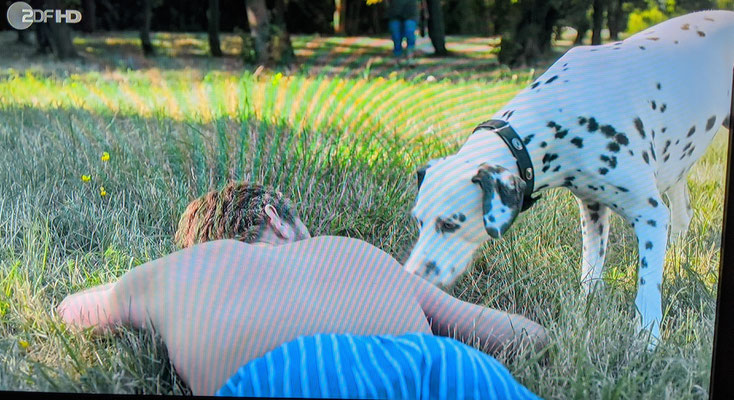 https://www.zdf.de/serien/soko-stuttgart/der-tote-graf-100.html