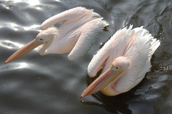 Donth_Rudolf_Synchronschwimmer
