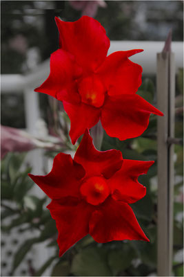 Steinhäuser_Hans_Blüten