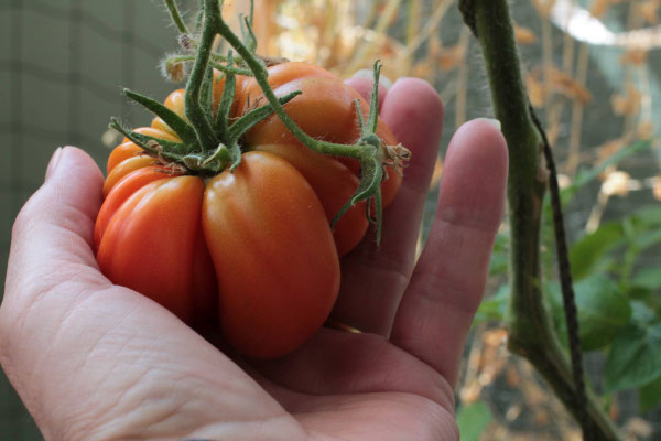 Zenker_Irena_Tomate