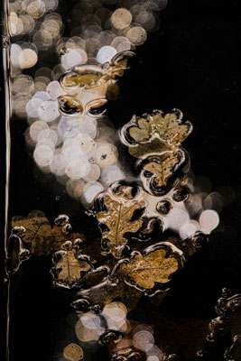 Ancona Franca_leaves