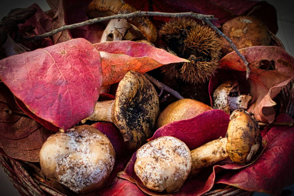Ancona Franca_italians mushrooms