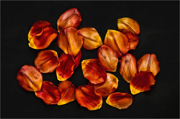 Steinhäuser_Hans_Tulpe ade