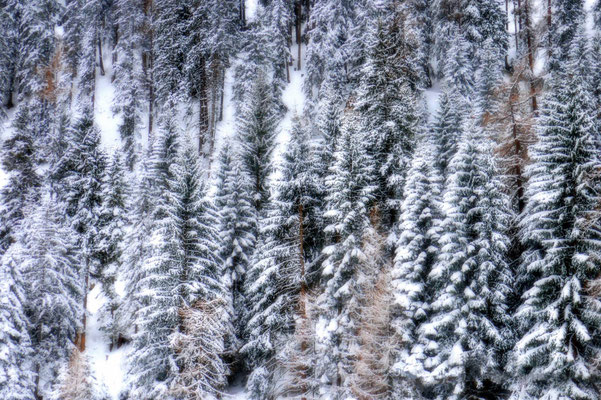 Ancona_Franca_dreamy forest