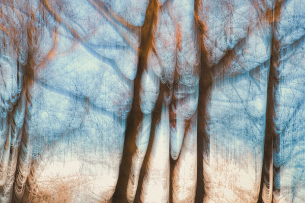 Ancona Franca - trees in motion