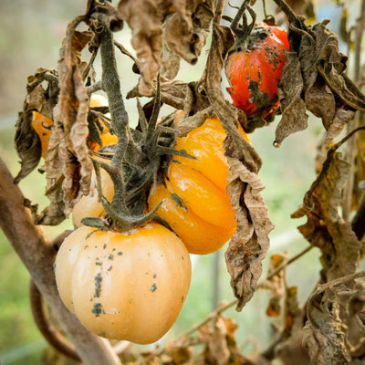 Osenbrügge_Klaus_Wintertomaten