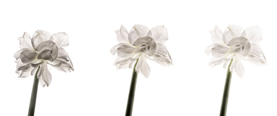Kelley_Chet_Amaryllis