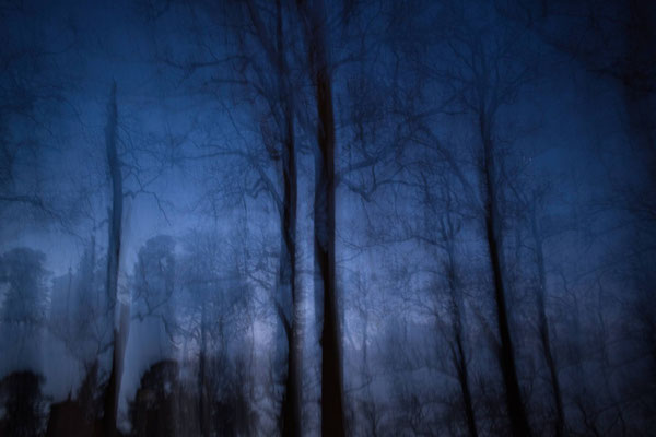 Ancona Franca_trees in the night