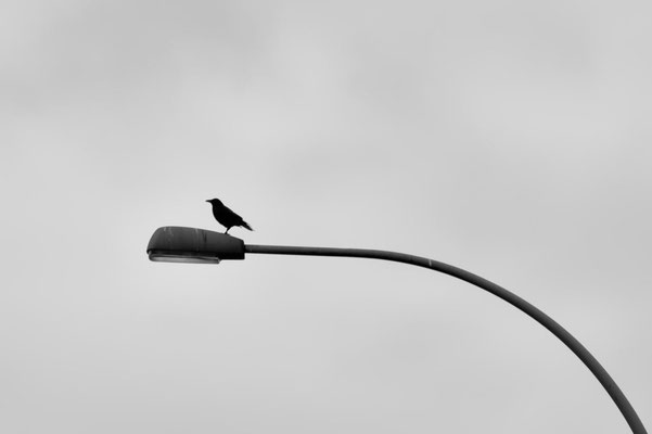 Kelley_Chet_The Crow