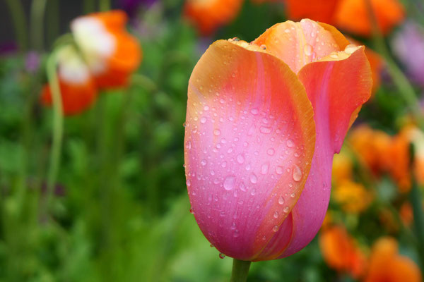 Lotz_Andreas_Tulpenblüte