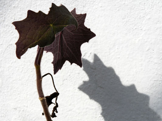 Lotz_Andreas_Wandschatten
