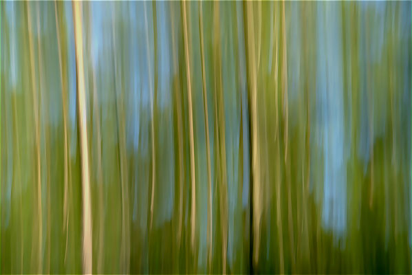 Ancona Franca - the wood