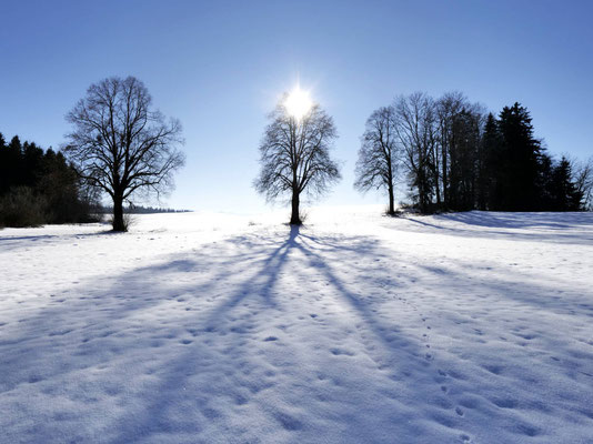 Lotz_Andreas_Baumschatten