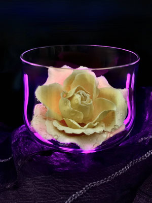 Becker-Köberer_Margit_Teerose im Glas
