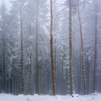 Osenbruegge_Klaus_Schneewald