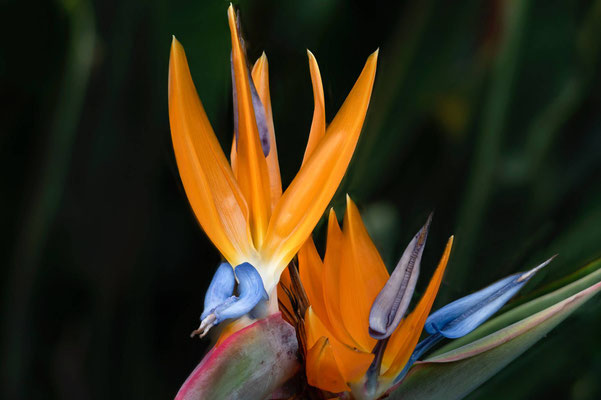 Kelley_Chet_Strelitzia