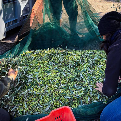 Ancona Franca_olive harvest
