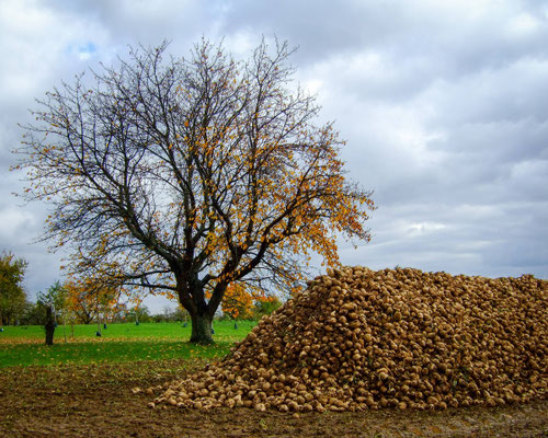 Osenbruegge_Klaus_Rübenernte