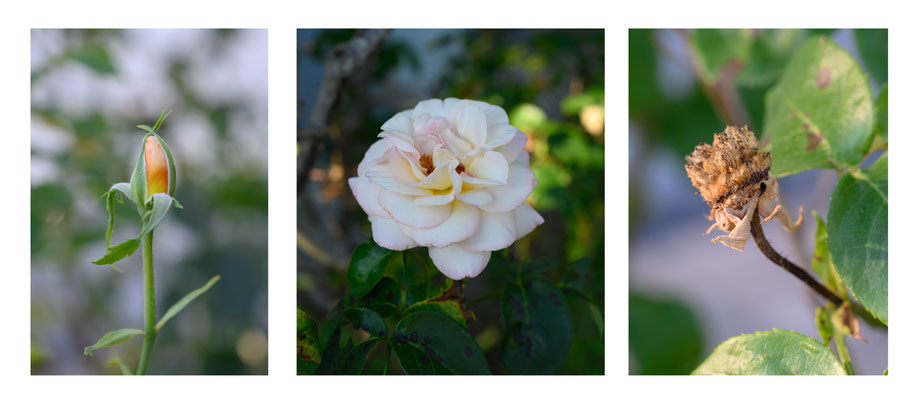 Kelley_Chet_The Life of a Rose