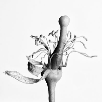 Osenbruegge_Klaus_Zitronenblüte