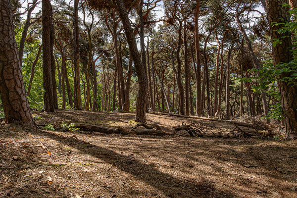 Weiß_Monika_Schatten im Wald