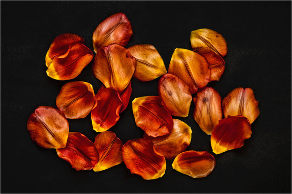 Steinhäuser_Hans_Tulpe ade