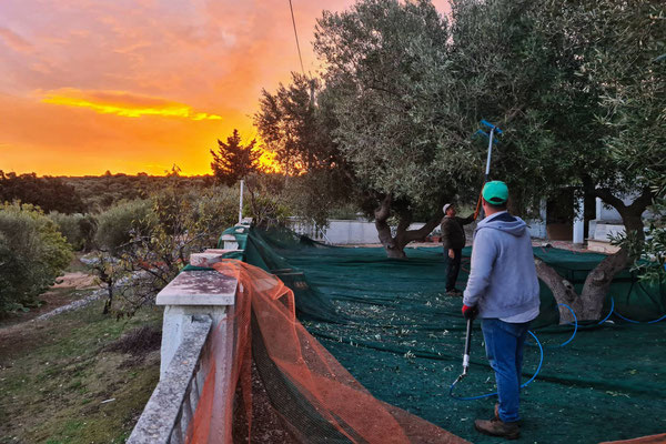 Ancona Franca_olive harvest sunset
