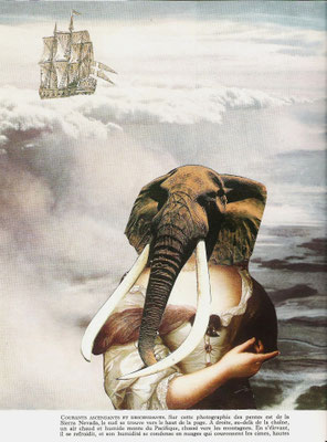 La beauté des éléphants I, 2008, collage(collection particulière)