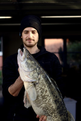 Zander