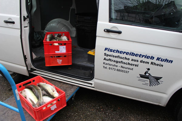Ausliefern der Fische