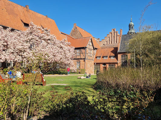 Magnolienblüte im Rathausgarten Lüneburg