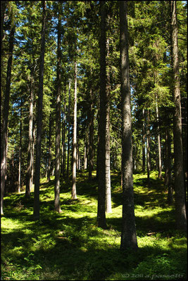 The magnificent forests around Titisee