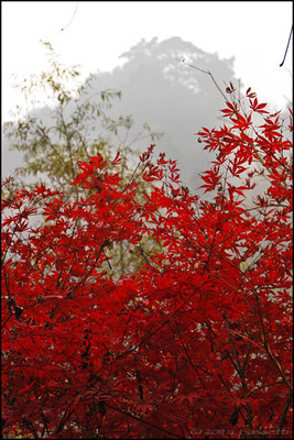 Splendid autumnal trees at Carefree Valley, Wudangshan