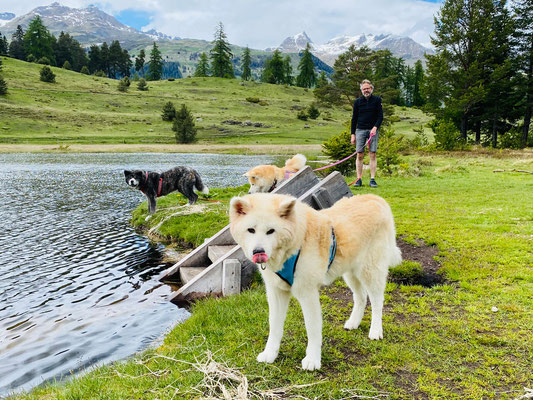 © Akita Zucht "of Büt Yama" | Engadin 2025